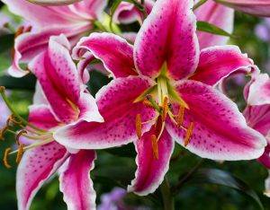 F0YFNH White edged pink flowers of the Oriental lily, Lilium 'Stargazer'