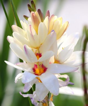 F4TYNN White Ixia flowers