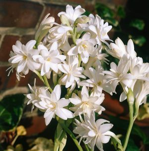 GGJ5C5 Polianthes tuberosa AGM - The Tuberosa BUL065077