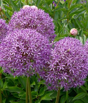 AR287Y Giant allium (Allium Globemaster). Image shot 2005. Exact date unknown.