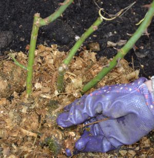Mulch around your roses after pruning