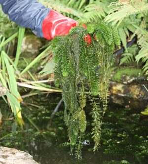 pond weed_184452092_279910262web