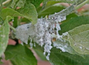 A60H6X Woolly aphid Eriosoma lanigerum attacking young apple branch cu