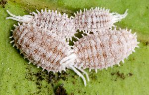 AXM5AM Citrophilous mealybug and sooty mould