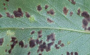 B5N6C6 PEAR LEAF BLISTER MITE Eriophytes pyri BLISTERS ON UNDERSIDE OF PEAR LEAF