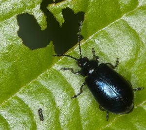 CNX6NF alder leaf-beetle (Agelastica alni), sitting on a leaf, Germany