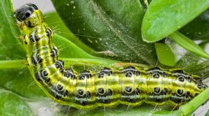 E06BB3 Caterpillar of the box tree moth (Cydalima perspectalis)