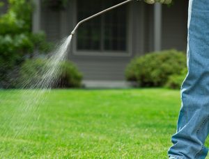 E0D236 Man spraying weedkliller on lawn