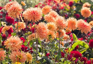 E84PFN Bright orange Dahlias flowering in an English garden border