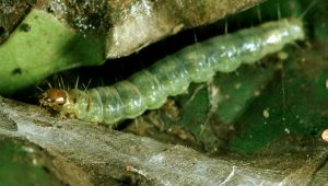 EBJR9M Carnation Tortrix (Cacoecimorpha pronubana, Tortrix pronubana, Cacoecia pronubana), caterpillar on a leaf