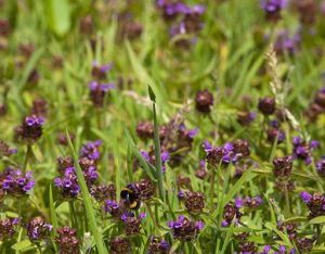 EK07EY Selfheal (Prunella vulgaris). Growing amongst short grass, with a Bumblebee (Bombus sp. ) taking nectar and pollinating the flow