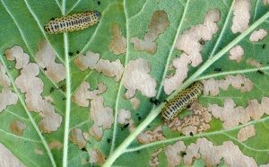 J1J11X VIBURNUM BEETLE PYRRHALTA VIBURNI LARVAE ON VIBURNUM OPULUS.