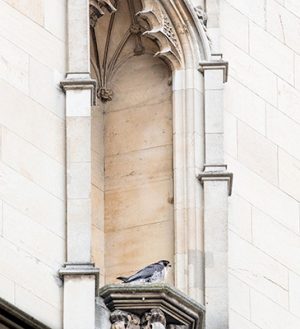 JC46P0 Urban falcon on a ledge of the Pitt building at Cambridge, England, UK.