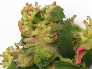 Fuchsia gall mite (Aculops fuchsiae) on Fuchsia cv.