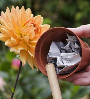 ANNE SWITHINBANK 23 SEPTEMBER 2006 EARWIG TRAP INSERTING STAKE INTO CRUMPLED NEWSPAPER STUFFED INTO SMALL POT DAHLIA