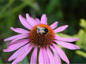 Make Your Garden Greener