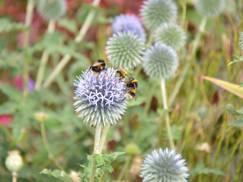 Globe Bees Make Your Garden Greener