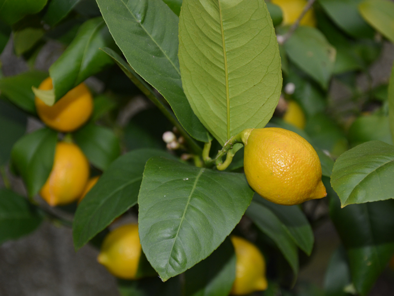 Keep Your Citrus In Shape