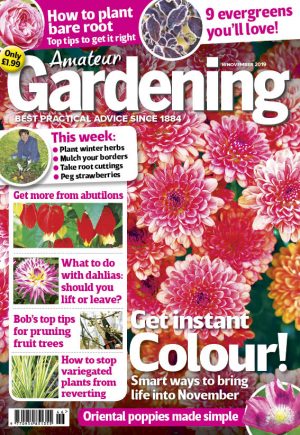Amateur Gardening cover 16 November 2019