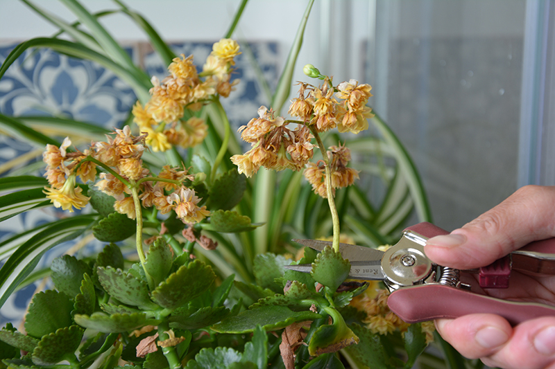 Houseplants