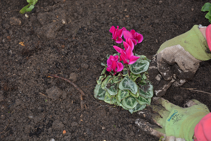 Planting