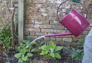 Rain, watering, watering can. plants, gardening, compost, mulch