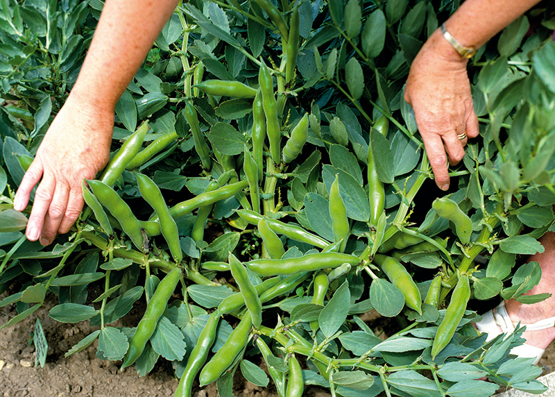 Broad bean 'The Sutton' is a bushy dwarf variety.