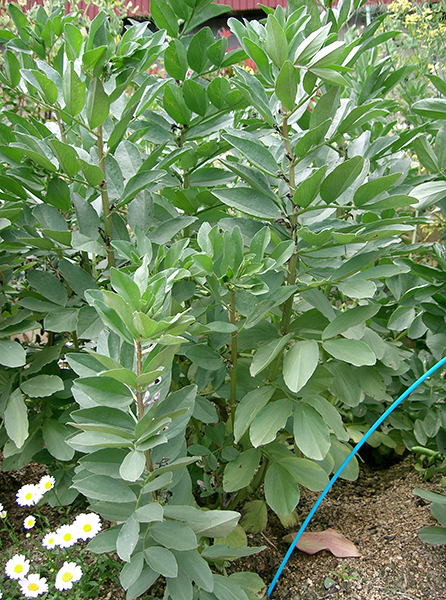 broad beans, sheltered sits, support