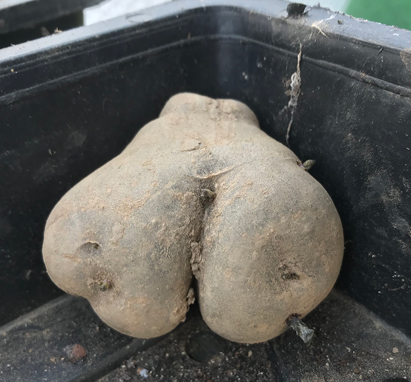 Life on the Allotment Spuds