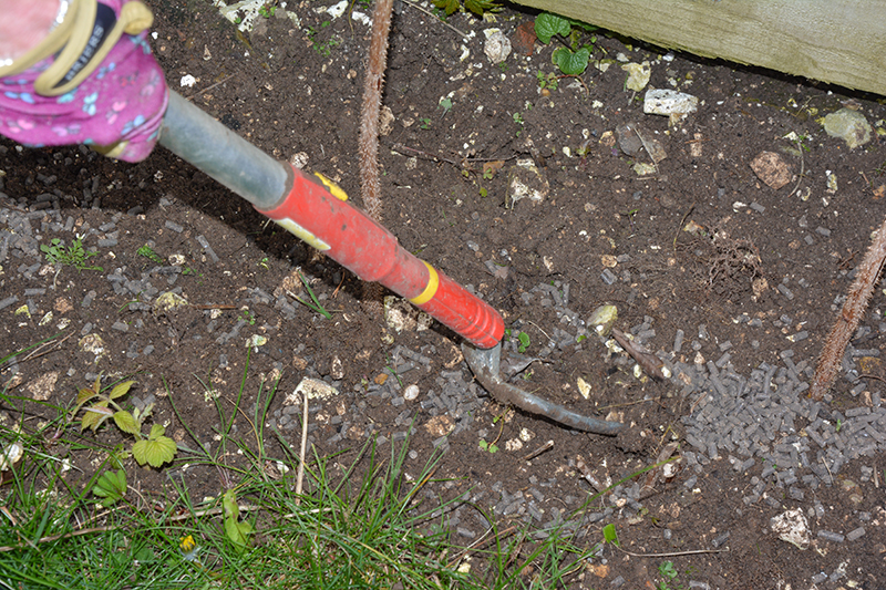 Raspberry canes, chicken manure pellets