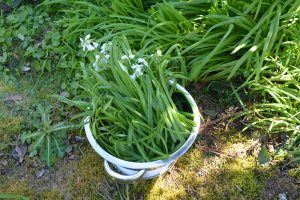 wild garlic, foraging, pesto, pasta, recipe