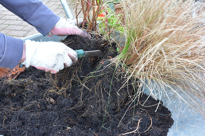 Cutting through the matted cluster of roots.