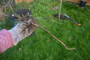 weed, weeding, borders, roots