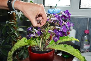 Deadheading, houseplants, streptocarpus, indoors, gardening