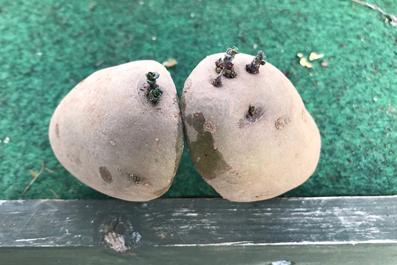 potatoes, cut in half, planting