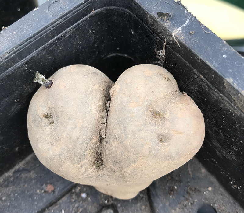 Life on the Allotment Spuds