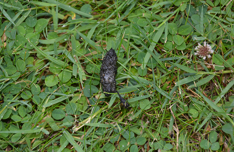 Hedgehog poo. Hedgehog droppings.