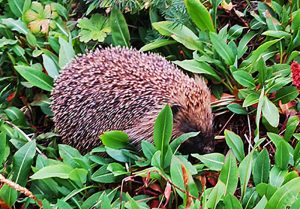 Hedgehog in garden.