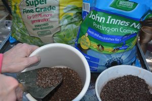 Houseplants, damp gravel, healthy, flourishing