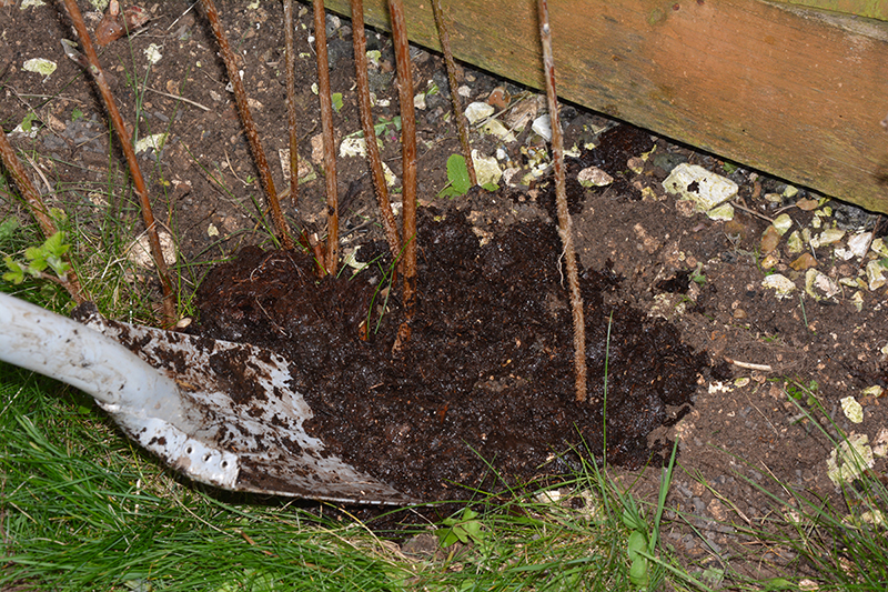 raspberry canes, mulch, watering