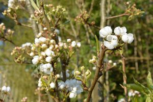 Pear, blossom, flowers, spring, fragrant, prune, pruning, feeding, fertiliser