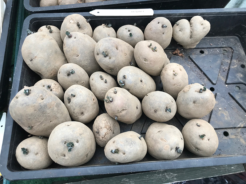 Life on the Allotment Spuds