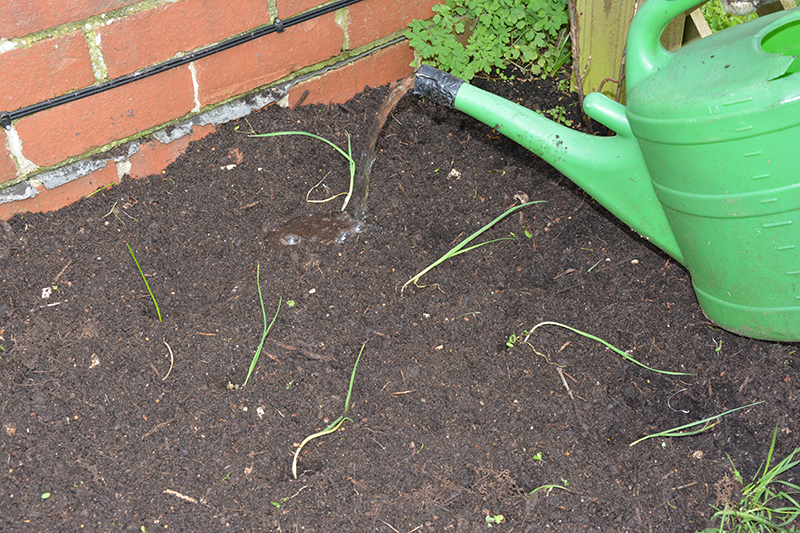 puddling-in, leeks