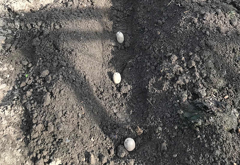 'Charlotte' potatoes in the trench.