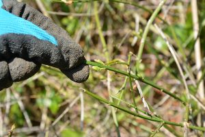 Pruning, stem, secateurs, winter, jasmine, buds, growth