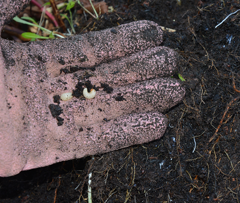 Vine weevils are a menace to container plants.
