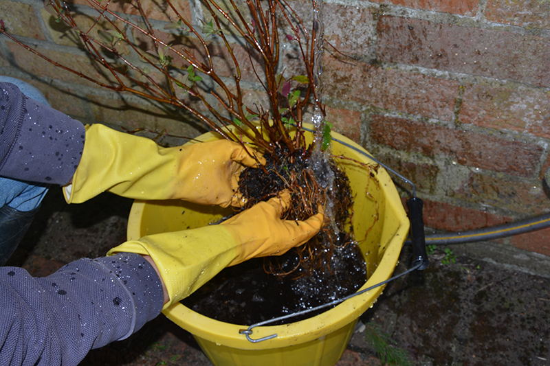 Washing the Hypericum roots before planting.