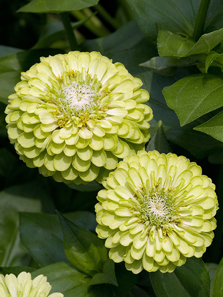 Green flowers. Zinnia elegans 'Envy'