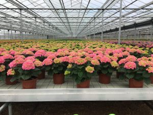 Hydrangea, growers, Solent, Coronavirus, lockdown