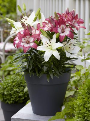 Garden centre, growers, plants, nursery, website, Coronavirus, lockdown